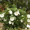 'Marshmallow Moon' Perennial Hibiscus -Plant Series 663371a1e741e663170db746b9a6f281