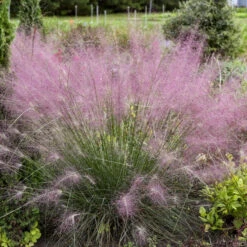 'Undaunted' Muhlygrass -Plant Series 665 Undaunted Muhlygrass 2