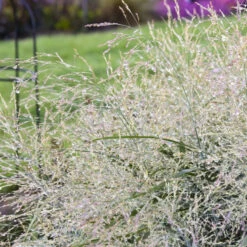 Prairie Winds® 'Niagara Falls' Switchgrass -Plant Series 666 Prairie Winds Niagara Falls Switchgrass 1
