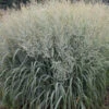 Prairie Winds® 'Niagara Falls' Switchgrass 2 Prairie Winds® 'Niagara Falls' Switchgrass -Plant Series 666 Prairie Winds Niagara Falls Switchgrass 2