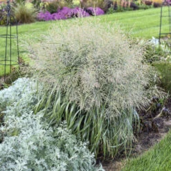 Prairie Winds® 'Niagara Falls' Switchgrass -Plant Series 666 Prairie Winds Niagara Falls Switchgrass 3