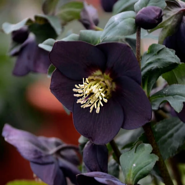 Honeymoon® New York Night Lenten Rose 3 Honeymoon® New York Night Lenten Rose