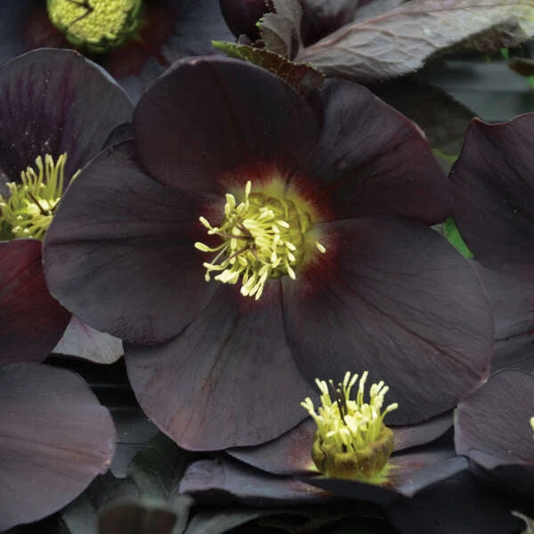 Honeymoon® New York Night Lenten Rose 4 Honeymoon® New York Night Lenten Rose - Image 2