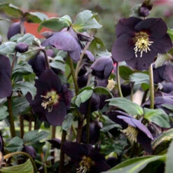 Honeymoon® New York Night Lenten Rose 8 Honeymoon® New York Night Lenten Rose -Plant Series 668 Honeymoon New York Night Lenten Rose 3