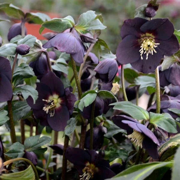 Honeymoon® New York Night Lenten Rose 5 Honeymoon® New York Night Lenten Rose - Image 3