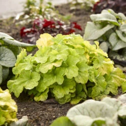 Primo® Pistachio Ambrosia Coral Bells -Plant Series 669 Primo Pistachio Ambrosia Coral Bells 3