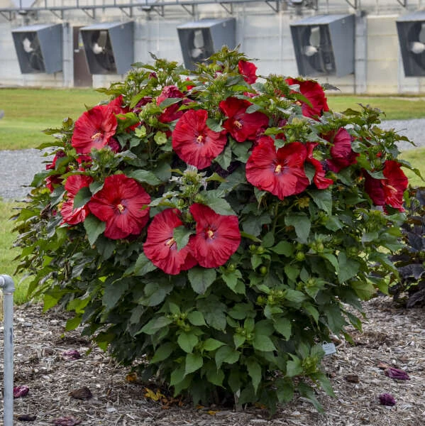 Summerific® 'Valentine's Crush' Perennial Hibiscus 4 Summerific® 'Valentine's Crush' Perennial Hibiscus - Image 2