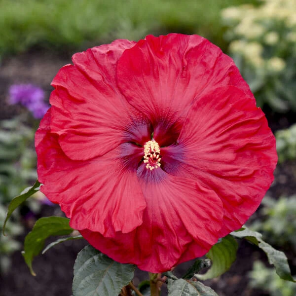 Summerific® 'Valentine's Crush' Perennial Hibiscus 3 Summerific® 'Valentine's Crush' Perennial Hibiscus