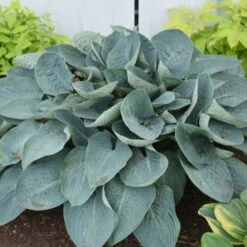 Shadowland® 'Above The Clouds' Hosta -Plant Series 672 Shadowland Above The Clouds Hosta 2