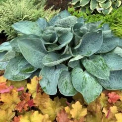 Shadowland® 'Above The Clouds' Hosta -Plant Series 672 Shadowland Above The Clouds Hosta 3