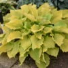 Shadowland® 'Echo The Sun' Hosta -Plant Series 673 Shadowland Echo The Sun Hosta 2
