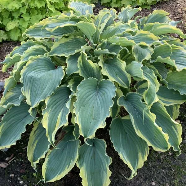 Shadowland® 'Voices In The Wind' Hosta 4 Shadowland® 'Voices In The Wind' Hosta - Image 2