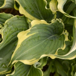 Shadowland® 'Voices In The Wind' Hosta 9 Shadowland® 'Voices In The Wind' Hosta -Plant Series 675 Shadowland Voices In The Wind Hosta 3