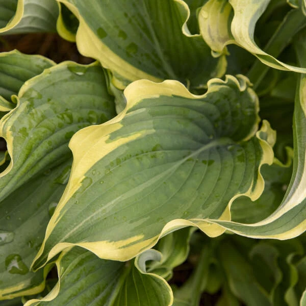 Shadowland® 'Voices In The Wind' Hosta 5 Shadowland® 'Voices In The Wind' Hosta - Image 3