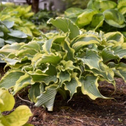 Shadowland® 'Voices In The Wind' Hosta 10 Shadowland® 'Voices In The Wind' Hosta -Plant Series 675 Shadowland Voices In The Wind Hosta 4