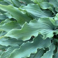 'Wild Imagination' Hosta -Plant Series 676 WildImagination Hosta 1