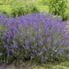 'Imperial Gem' Lavender 1 'Imperial Gem' Lavender -Plant Series 677 Imperial Gem Lavender 1