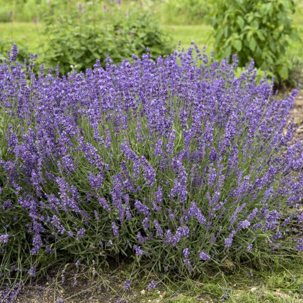 'Imperial Gem' Lavender 3 'Imperial Gem' Lavender
