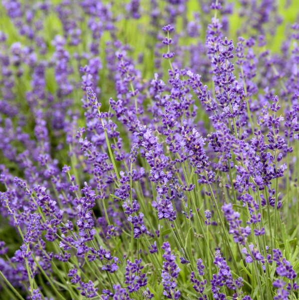 'Imperial Gem' Lavender 5 'Imperial Gem' Lavender - Image 3