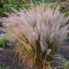 Korean Feather Reed Grass 1 Korean Feather Reed Grass -Plant Series 678764180fd11df8c043486fbab8abf6