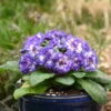 Bouquet Perfect™ 'Blue Ripples' Primrose -Plant Series 67c8c999ce0f78987d15628365e8cf16