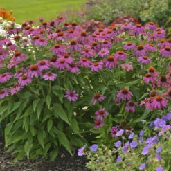 PowWow® Wild Berry Coneflower -Plant Series 67e5e69a254d934546bfa5ca86736fa0