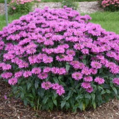 Upscale™ 'Lavender Taffeta' Bee Balm -Plant Series 680 Upscale Lavender Taffeta Bee Balm 3