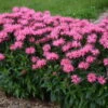 Upscale™ 'Pink Chenille' Bee Balm -Plant Series 681 Monarda Pink Chenille Bee Balm 1