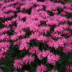 Upscale™ 'Pink Chenille' Bee Balm -Plant Series 681 Monarda Pink Chenille Bee Balm 3