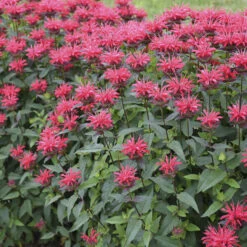 Upscale™ 'Red Velvet' Bee Balm -Plant Series 682 Monarda Red Velvet 1