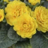Prima Belarina® 'Spring Sun' Primrose 1 Prima Belarina® 'Spring Sun' Primrose -Plant Series 683 Prima Belarina Spring Sun Primrose 1