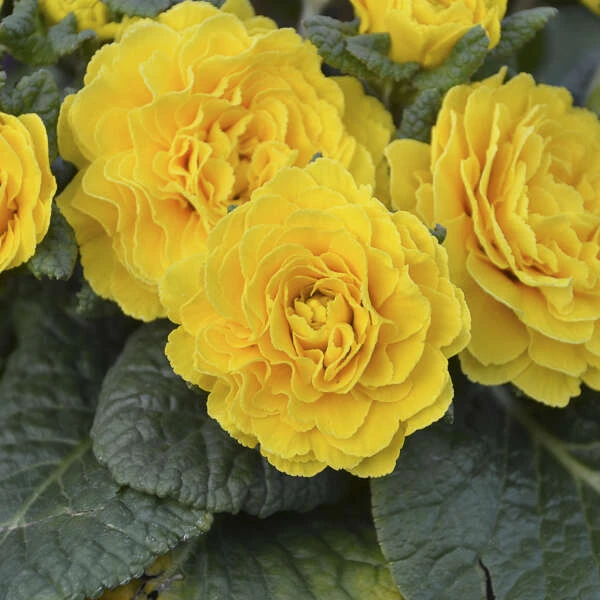Prima Belarina® 'Spring Sun' Primrose 3 Prima Belarina® 'Spring Sun' Primrose