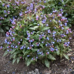 'Pink-a-Blue' Lungwort -Plant Series 684 Pink A Blue Lungwort 2