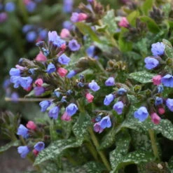 'Pink-a-Blue' Lungwort