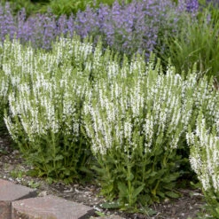 'White Profusion' Salvia -Plant Series 685 White Profusion Salvia 1