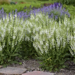'White Profusion' Salvia -Plant Series 685 White Profusion Salvia 3