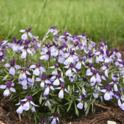 'Eco Artist Palette' Birdfoot Violet 7 'Eco Artist Palette' Birdfoot Violet -Plant Series 686 Eco Artist Palette Perennial Violet 2