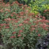 'Sassy Summer Sangria' Yarrow -Plant Series 687 Sassy Summer Sangria Yarrow 1
