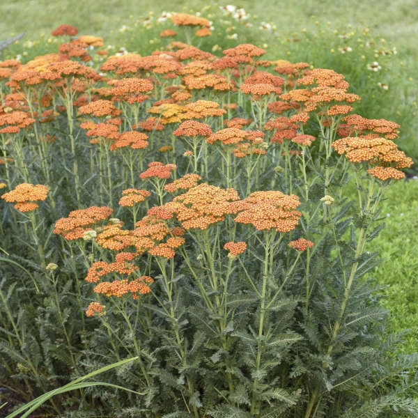 'Sassy Summer Sunset' Yarrow 3 'Sassy Summer Sunset' Yarrow