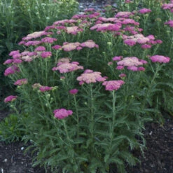 'Sassy Summer Taffy' Yarrow -Plant Series 689 Sassy Summer Taffy Yarrow 1