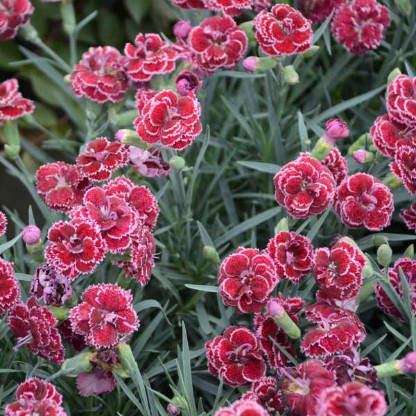 Fruit Punch® 'Black Cherry Frost' Dianthus 4 Fruit Punch® 'Black Cherry Frost' Dianthus - Image 2