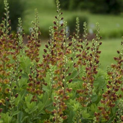 Decadence® 'Cherries Jubilee' False Indigo -Plant Series 697 Decadence Cherries Jubilee False Indigo 4