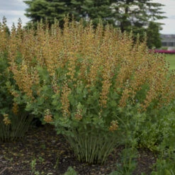 Decadence® 'Cherries Jubilee' False Indigo -Plant Series 697 Decadence Cherries Jubilee False Indigo 5