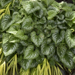 'Emerald Mist' Siberian Bugloss -Plant Series 699 Emerald Mist Siberian Bugloss 1