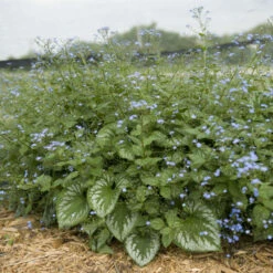 'Emerald Mist' Siberian Bugloss -Plant Series 699 Emerald Mist Siberian Bugloss 4