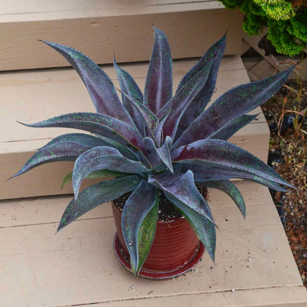 Mad About Mangave® 'Mission To Mars' Mangave 5 Mad About Mangave® 'Mission To Mars' Mangave - Image 3