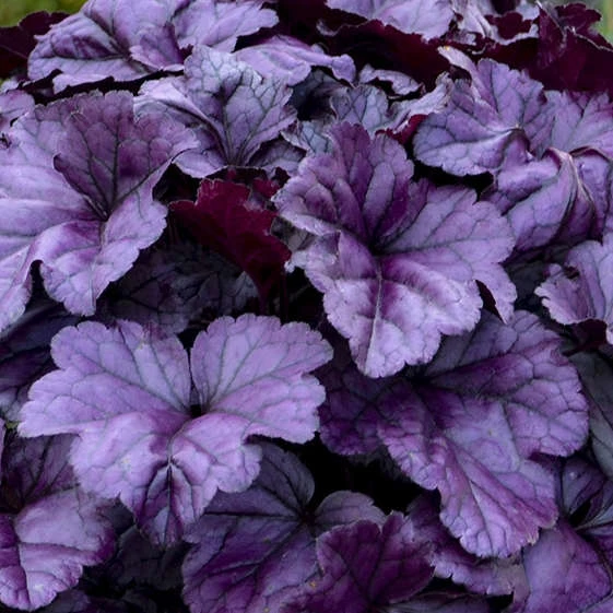 Dolce® 'Wildberry' Coral Bells 5 Dolce® 'Wildberry' Coral Bells - Image 3