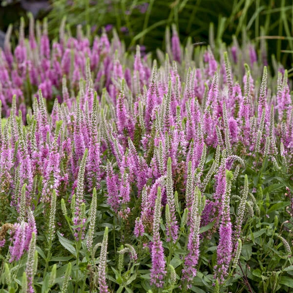 Magic Show® 'Pink Potion' Spike Speedwell 3 Magic Show® 'Pink Potion' Spike Speedwell