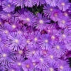 Kaleidoscope™ 'Orchid Flash' Ice Plant