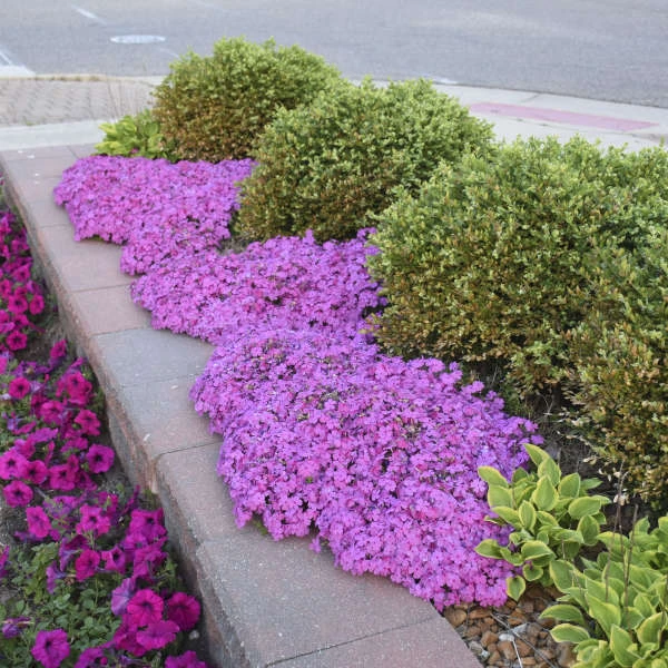 'Drummond's Pink' Creeping Phlox 6 'Drummond's Pink' Creeping Phlox - Image 4